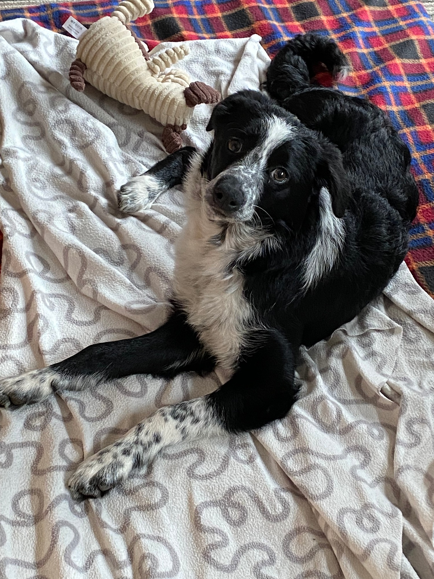 izzy spotty pup home 1.jpeg