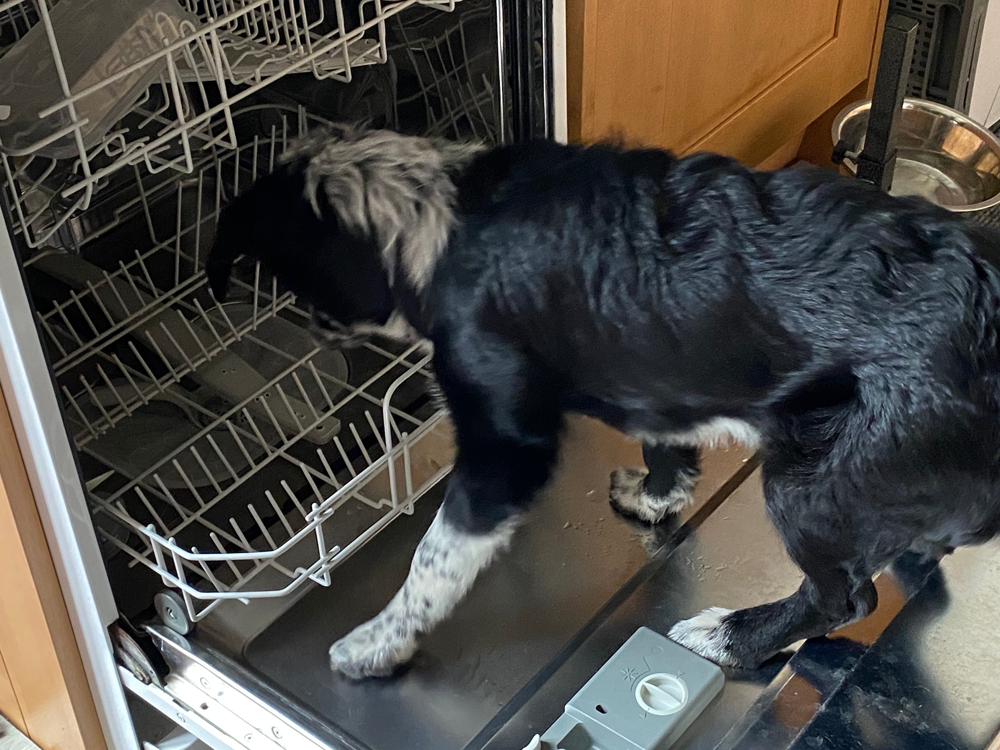 Izzy spotty pup 2.jpeg