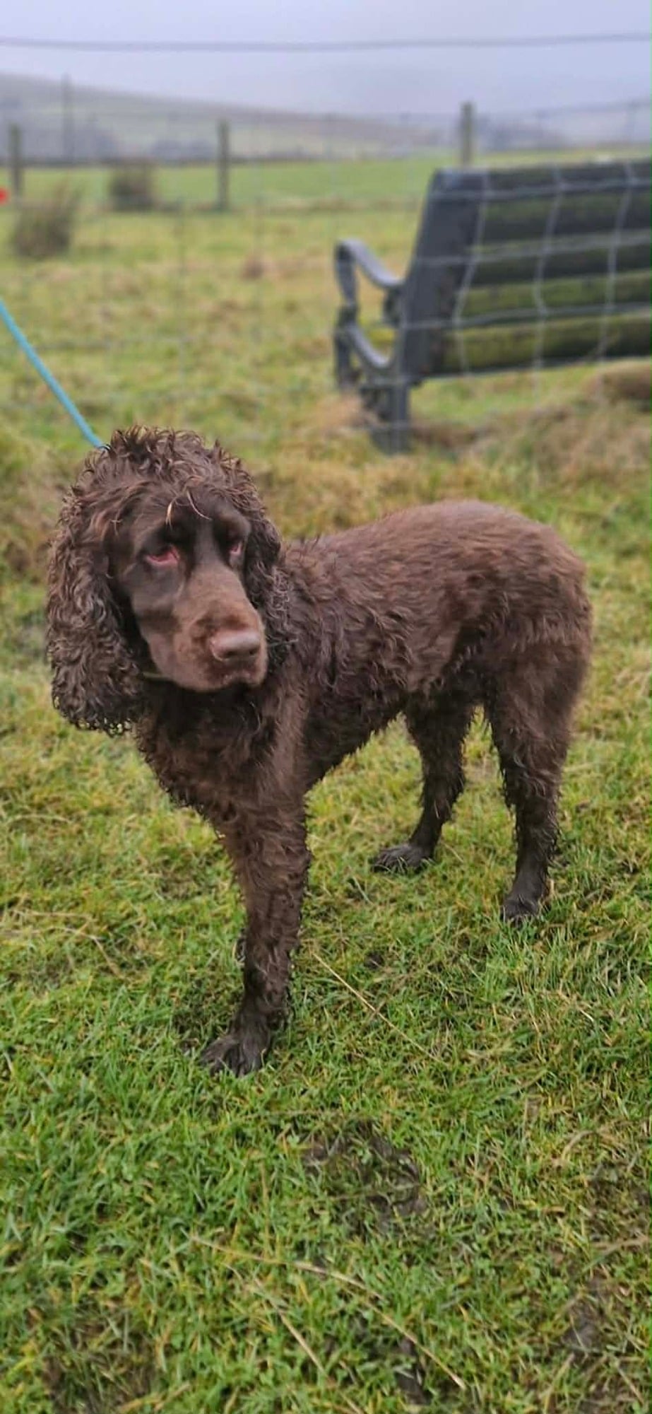 Bobby, a Unknown old male Unknown available for adoption from Morgan's Dog Rescue in Cumbria