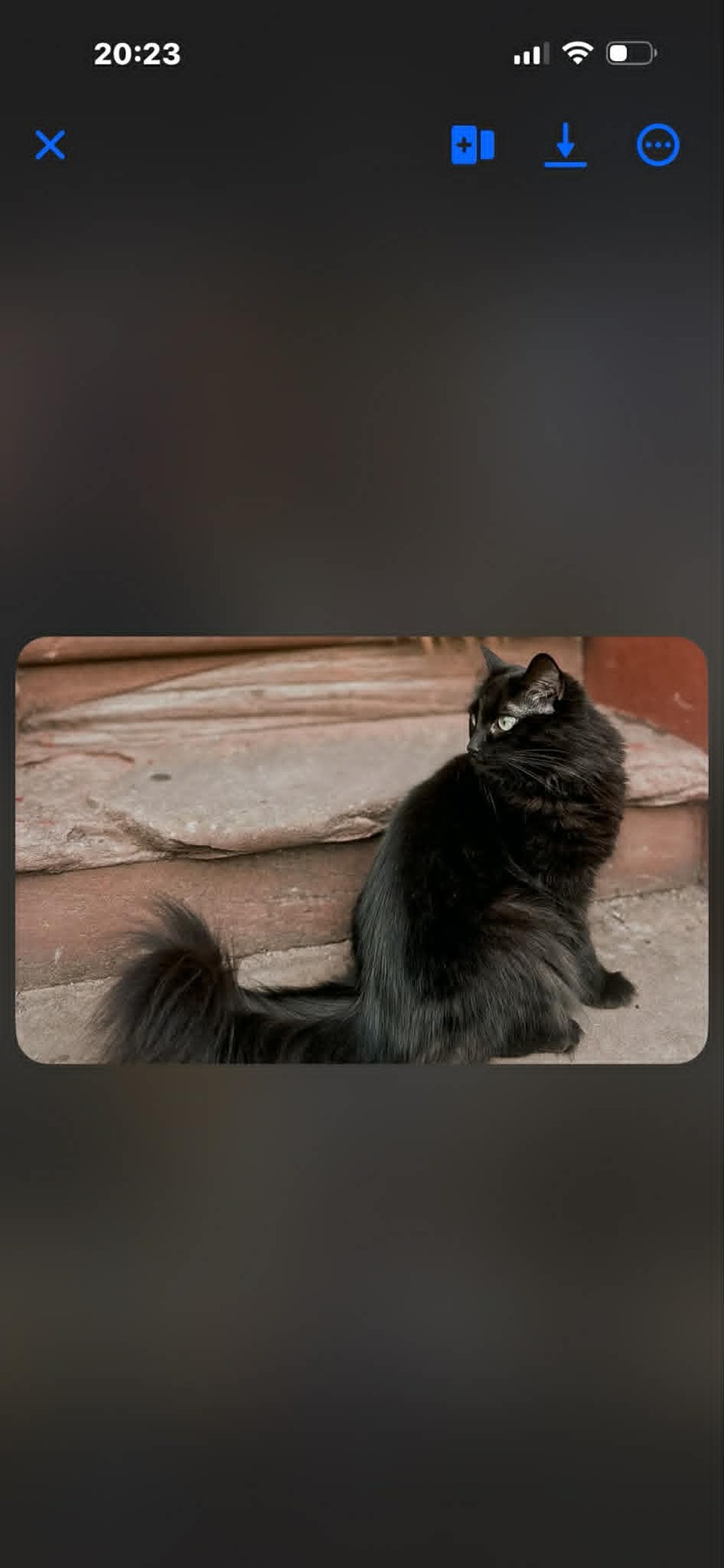 Nala main coon 1.jpeg