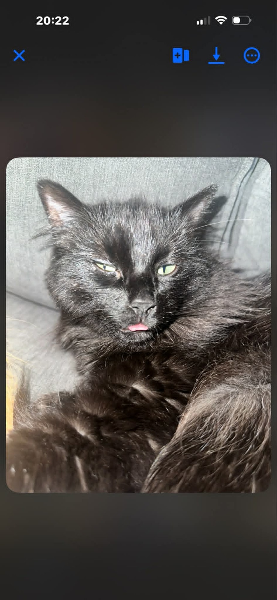nala main coon 2.jpeg
