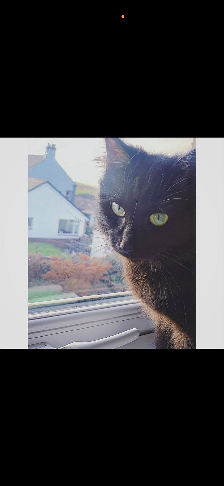 nala main coon 3.jpeg