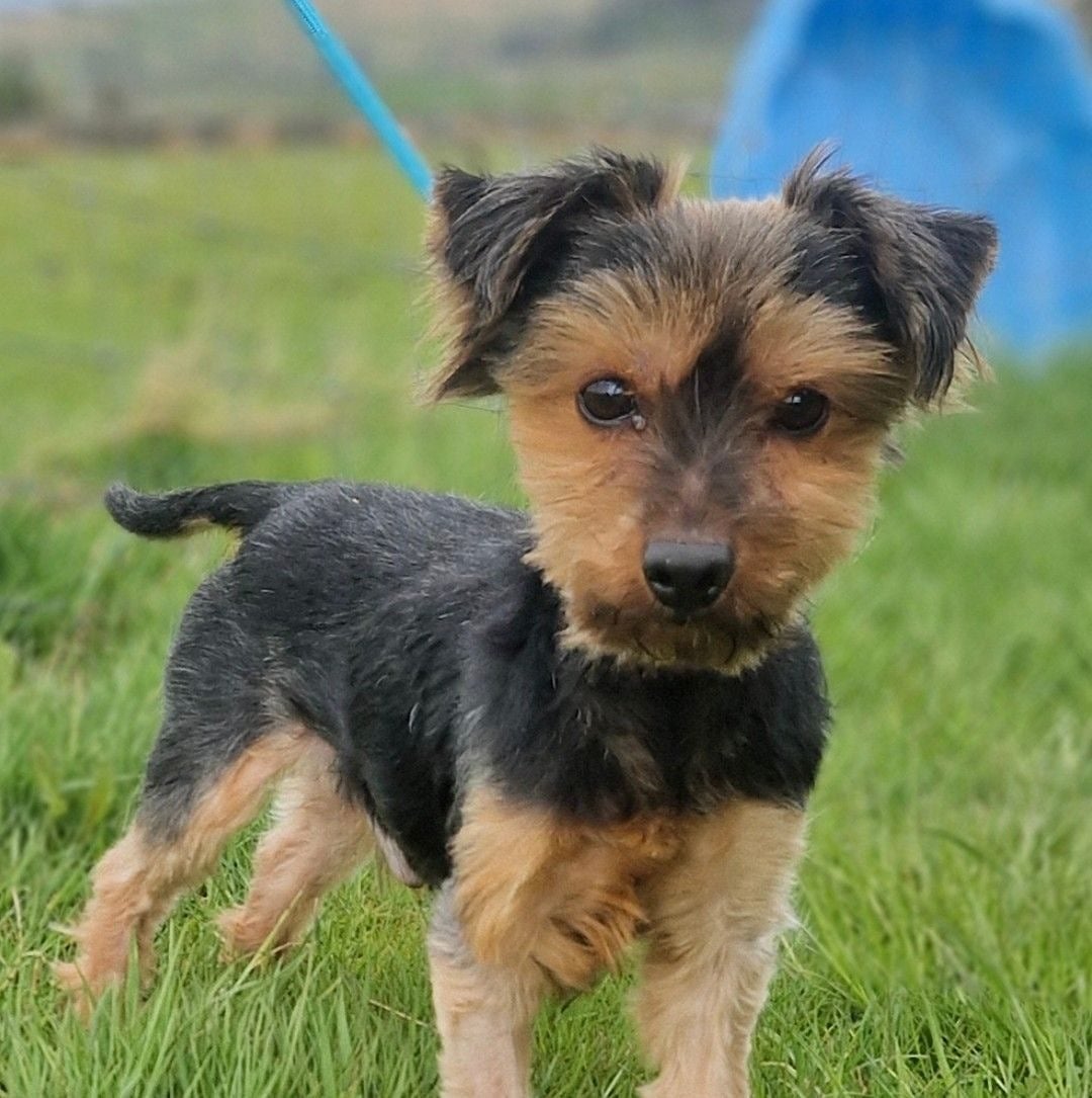 Max Now Homed :), a Unknown old male Unknown available for adoption from Morgan's Dog Rescue in Cumbria