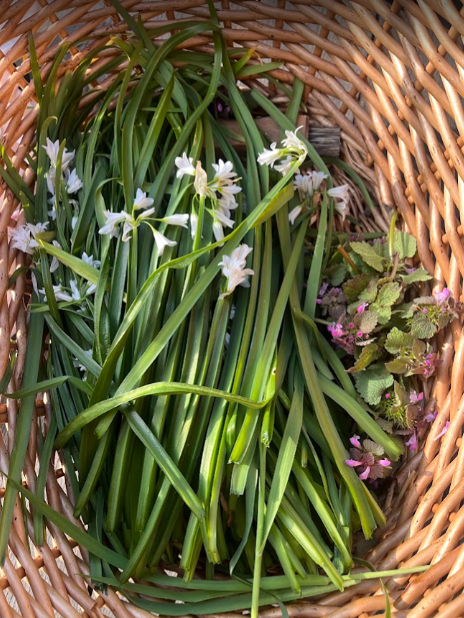 5th July 2025: Summer Foraging & Feast Workshop