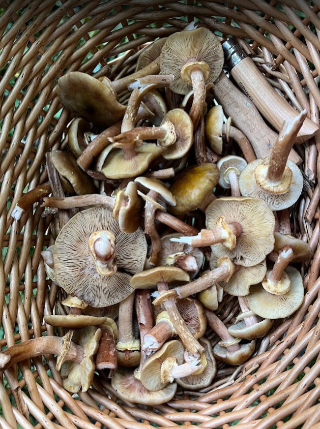 4th Oct 2025: Autumn Forage & Feast Workshop