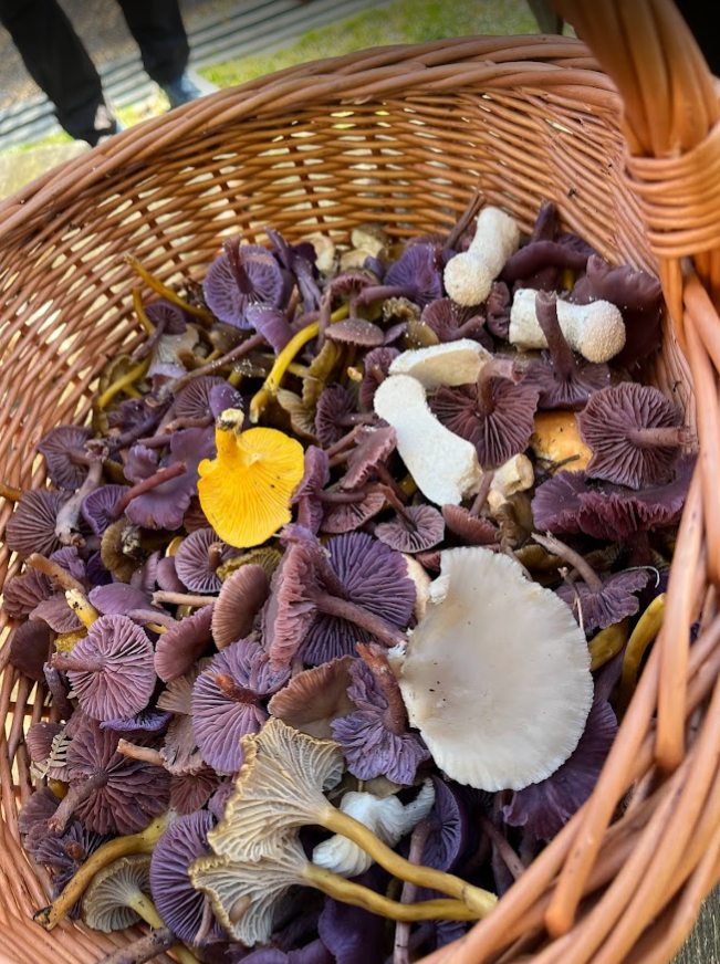 25th Oct 2025: Autumn Forage & Feast Workshop