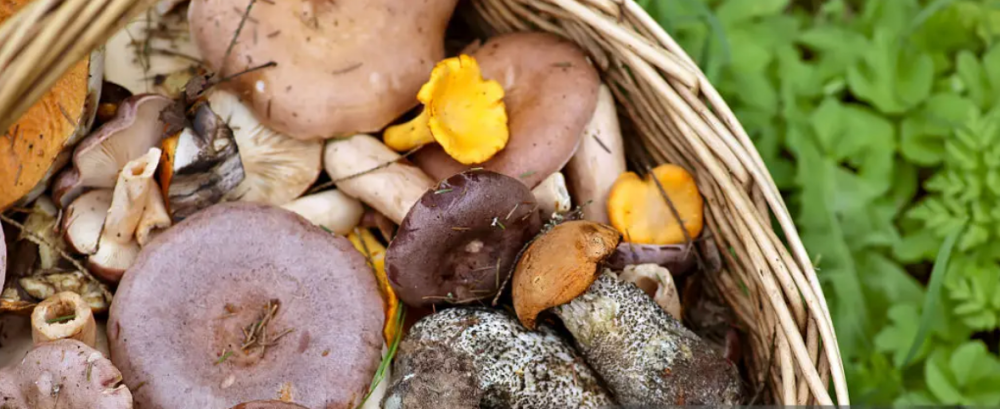 1st November 2025: Forage & Feast Workshop