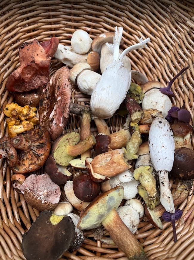 24th Oct 2026: Mushroom Foraging & Feast Workshop