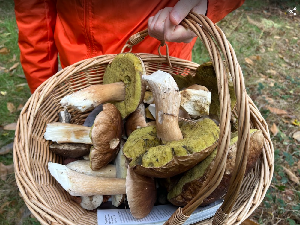 7th Nov 2026: Mushroom Forage & Feast Workshop