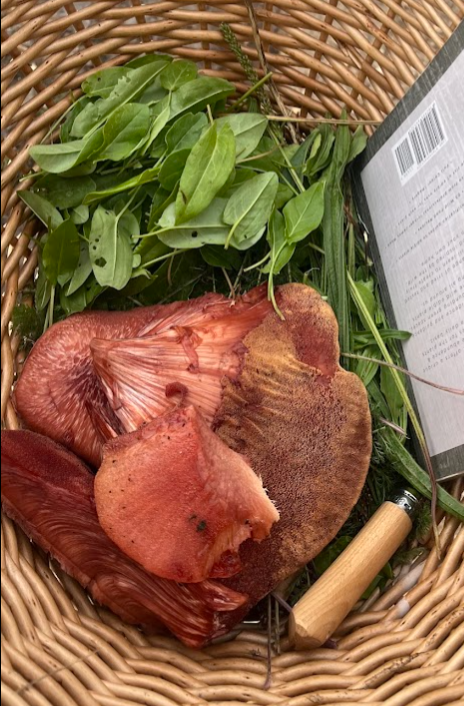 10th October 2026: Mushroom Forage & Feast Workshop