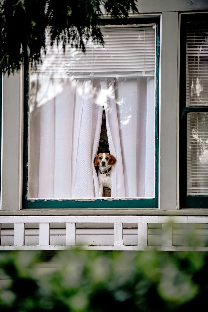 a beagle dog looking concerned peering out from between curtains in a house window