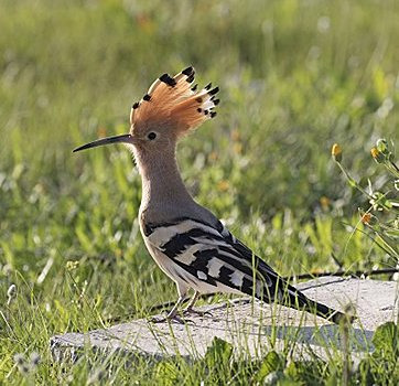 A photo of a small-medium sized bird with a grey body, black and white striped wings, a bright orange crest tipped in black, and a long slender beak.