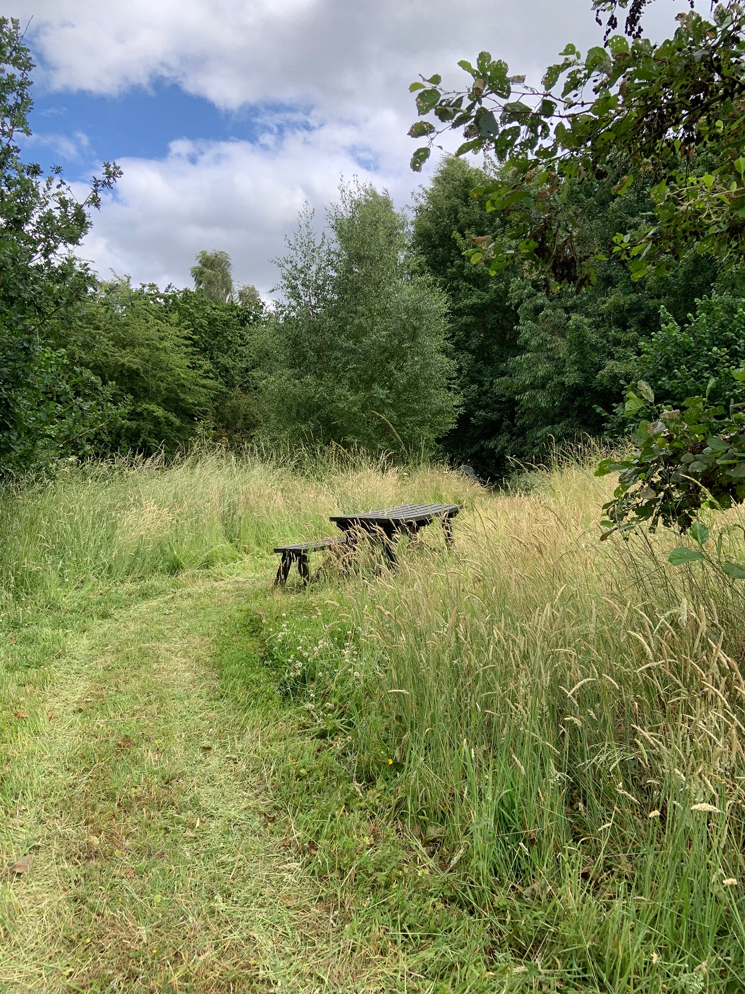 Photo of a wild meadow, grass and trees