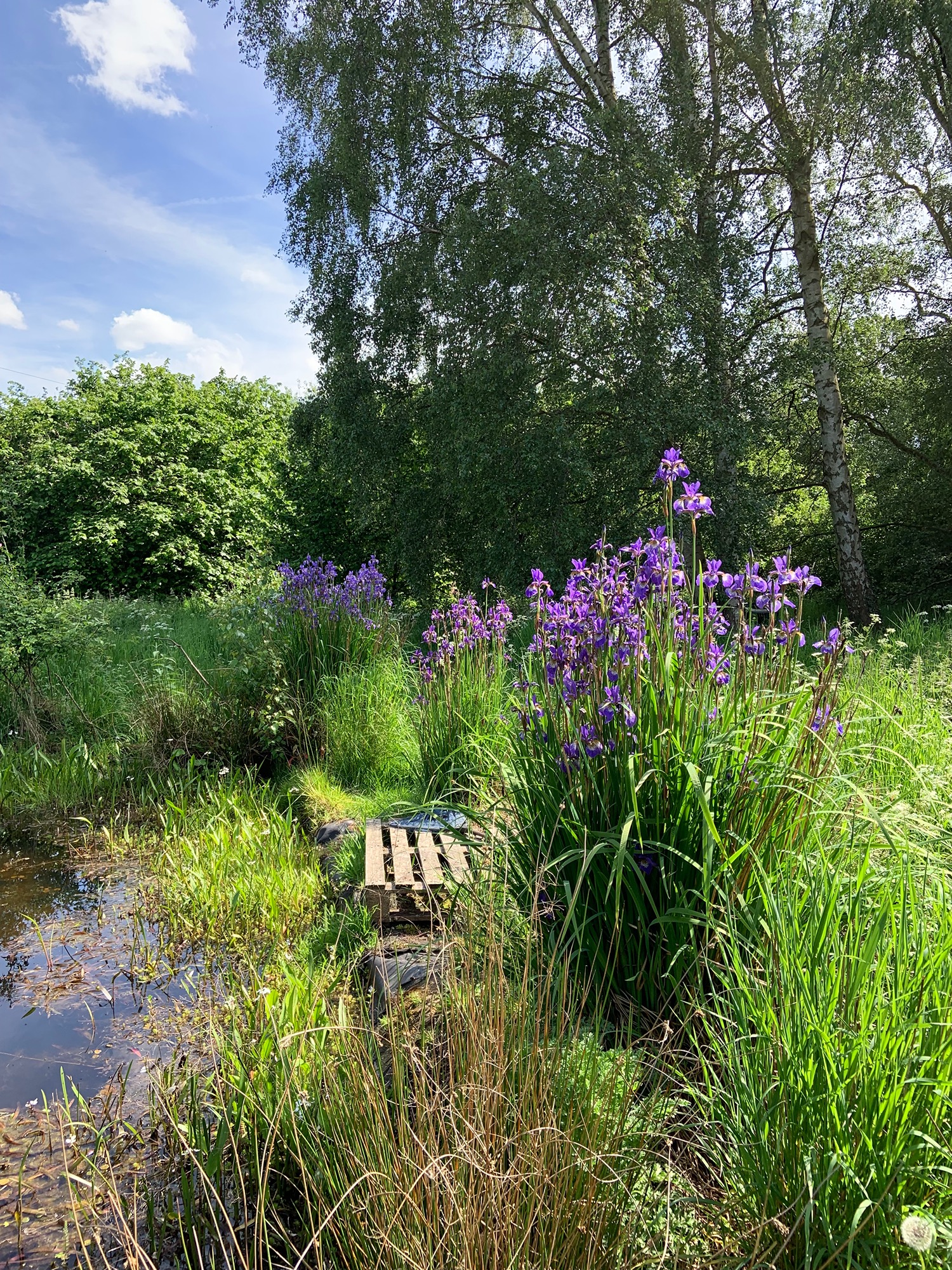 Wild garden photo of pond,flowers andtrees