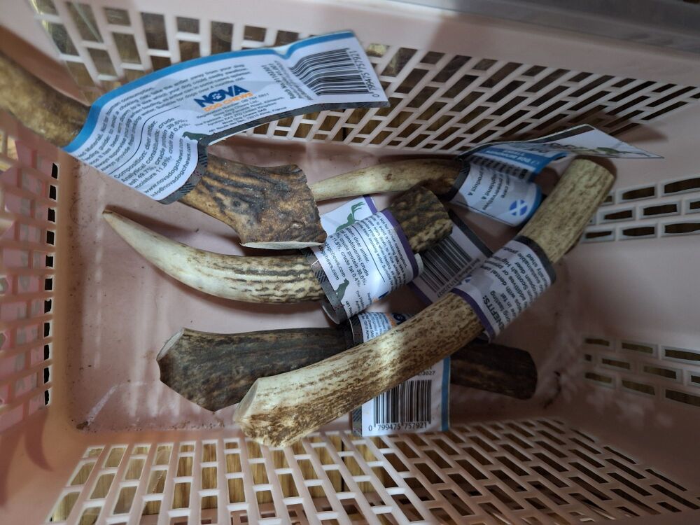 Highland Deer Antlers