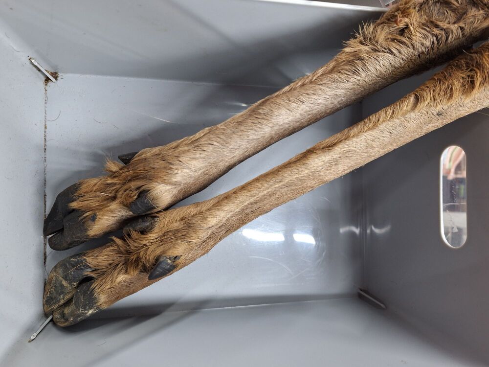 Large Venison Leg with Hair