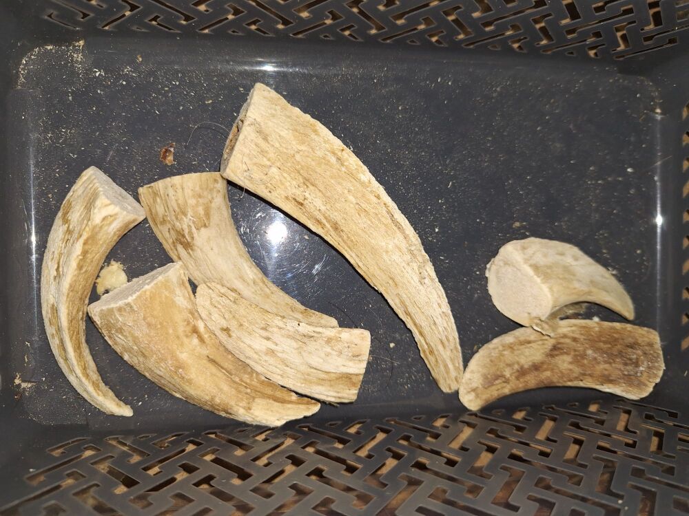 Lamb Horn with Marrow