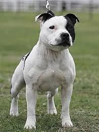 Staffordshire Bull Terrier Collars