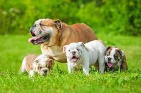 English Bulldog Collars