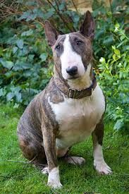 English Bull Terrier Collars