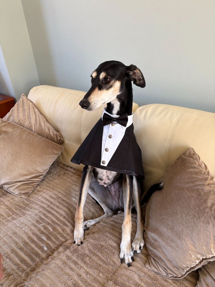 24 Inch Black Tuxedo - Available Now!