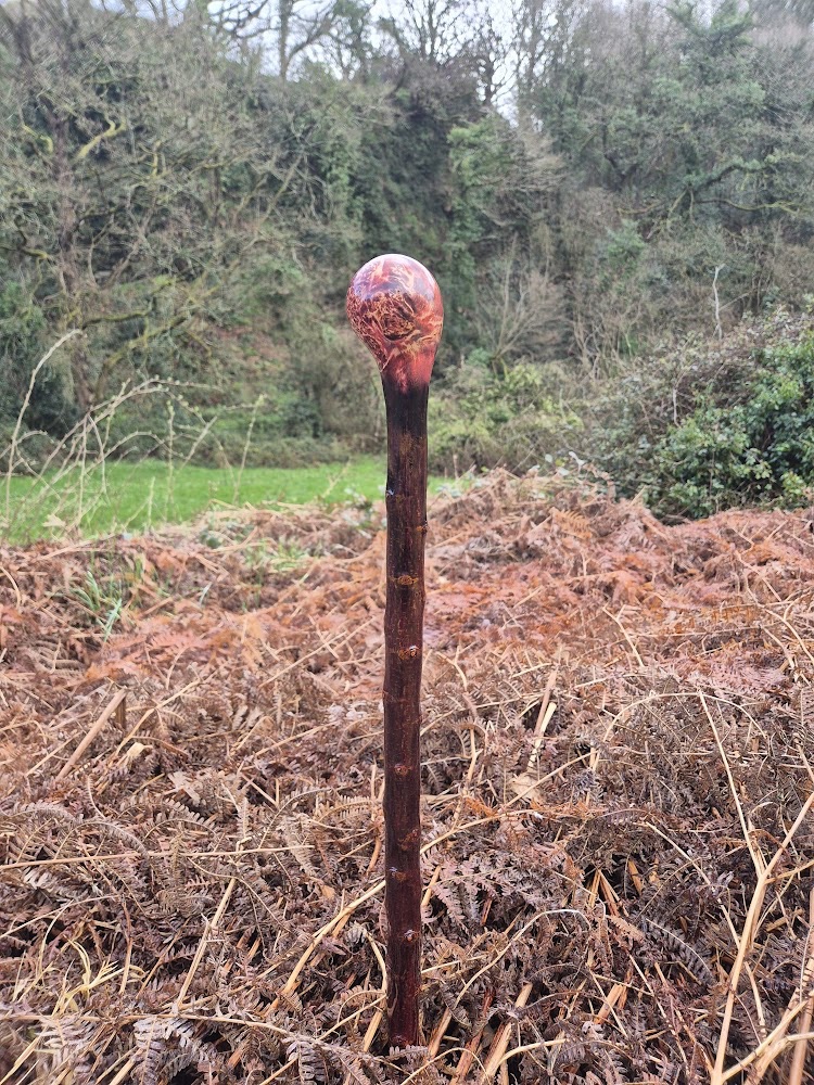 Handcrafted Irish Blackthorn Walking Stick with Irish Birch Burr Head