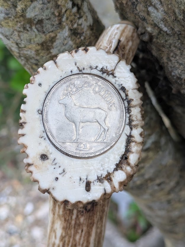 blackthorn antler