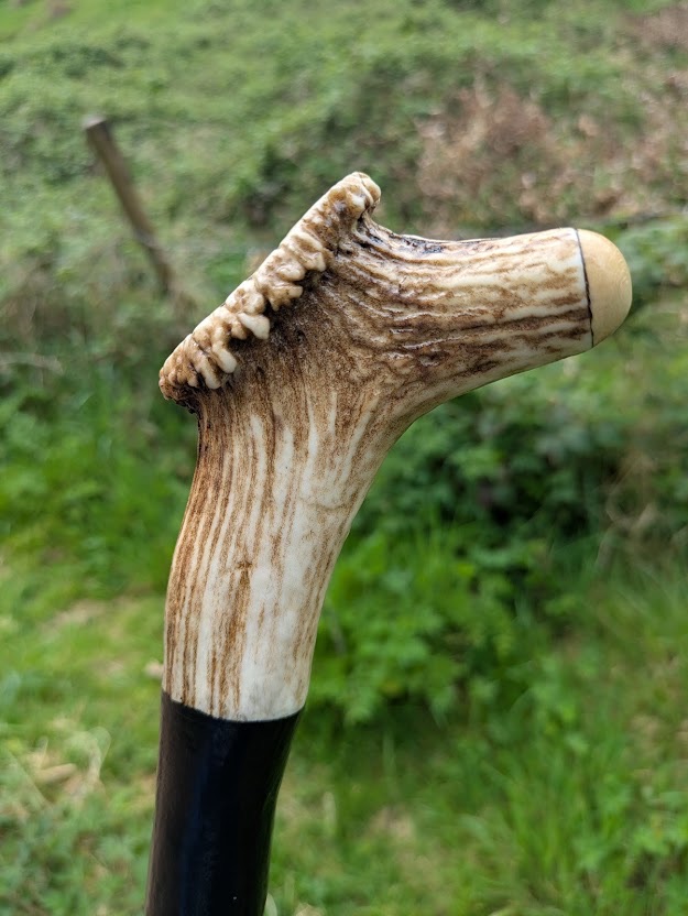 tall-irish-blackthorn-antler-handle
