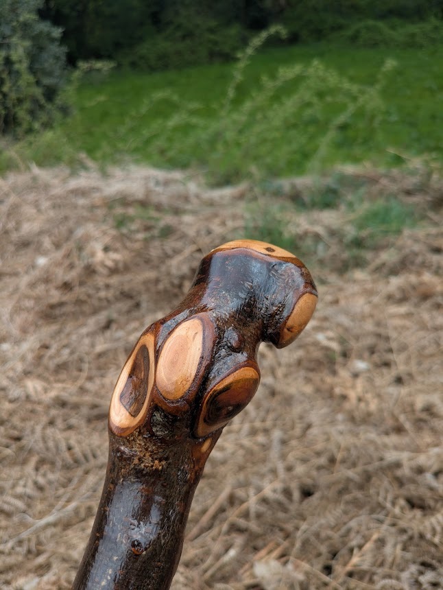 Irish Blackthorn Cudgel 26 Inch &ndash; Traditional Root Ball Handle with Leather Lanyard