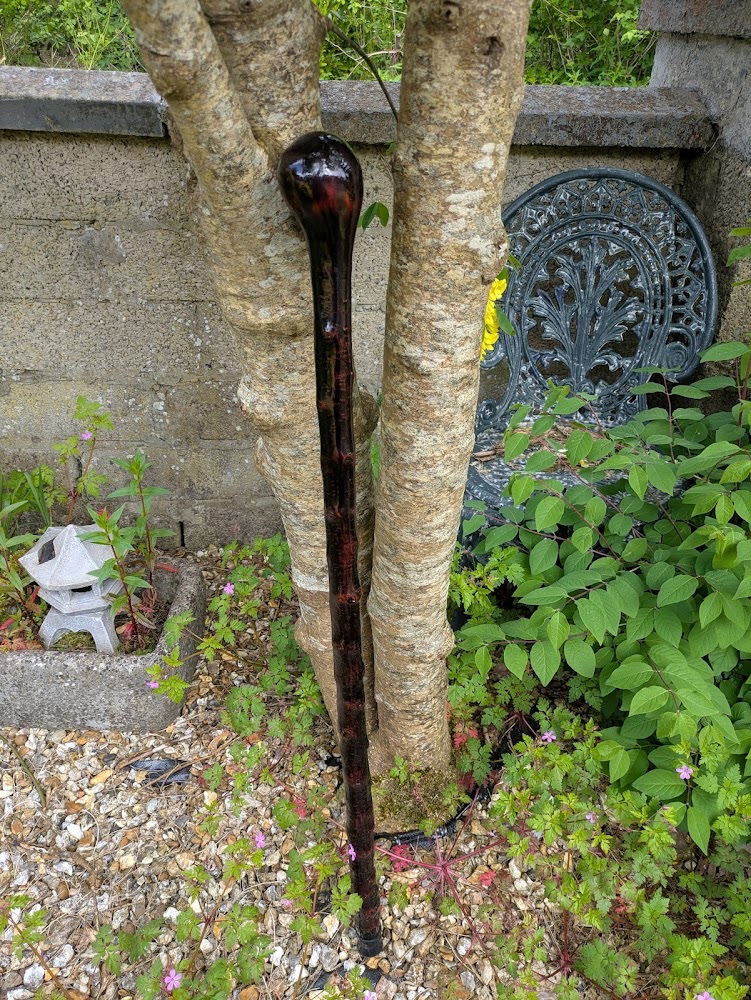 Authentic Irish Blackthorn Walking Stick with Ash Handle &ndash; Purple Finish Shillelagh 37&frac34;"