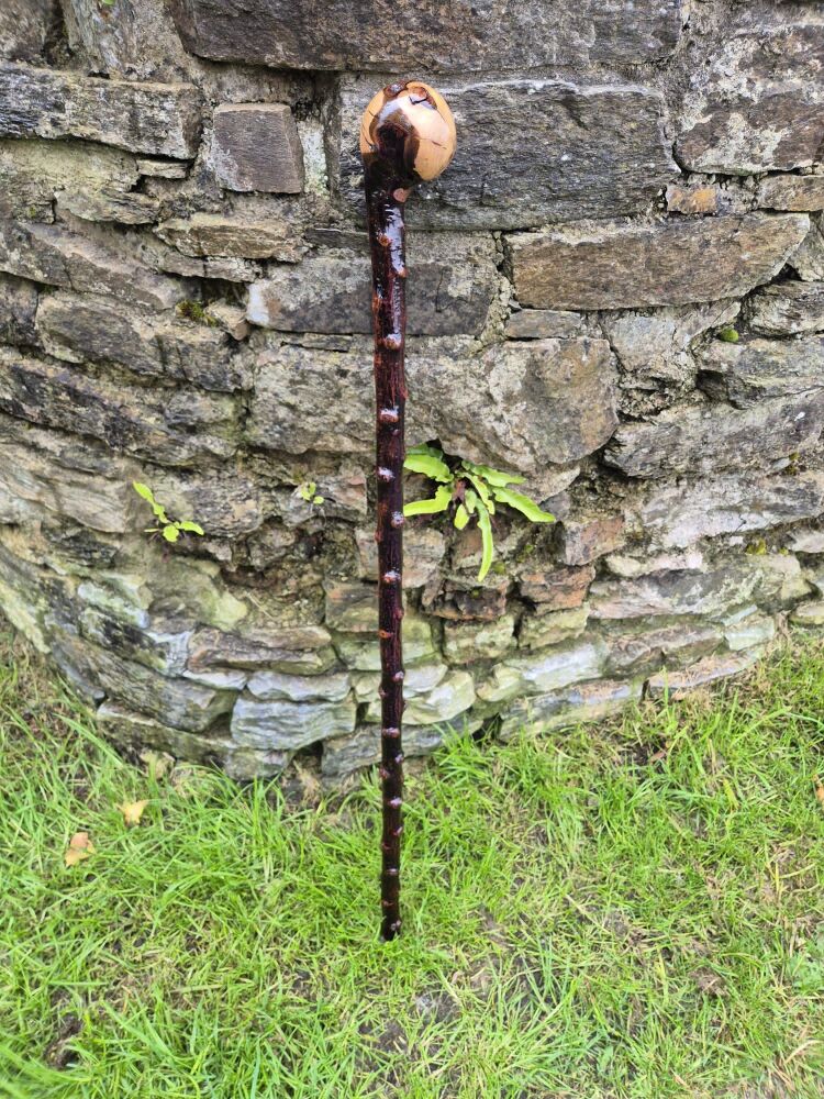 Handcrafted 41 Inch Blackthorn Shillelagh Walking Stick &ndash; Rich Brown Irish Shillelagh