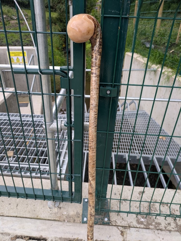 irish-hazel-shilleligh-walking-stick