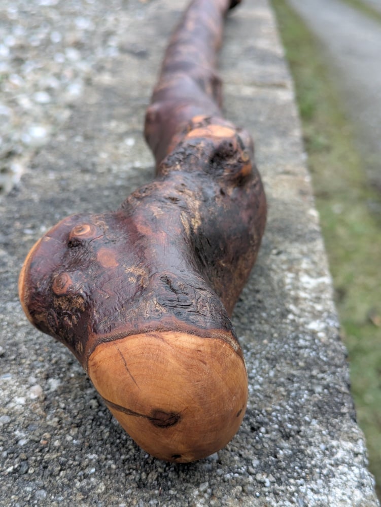 Giant Irish Blackthorn Shillelagh &ndash; Massive Natural Root Handle &ndash; 40+ Inches