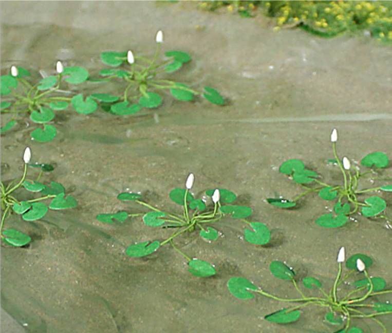 Tasma 00934   Water Lillies (10)