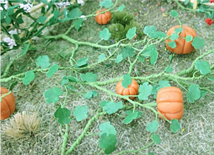 Tasma 00681  Pumpkin Plants (6)