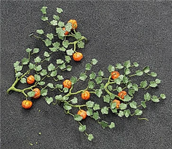 Tasma 00991  Pumpkin Plants (5 per pack)