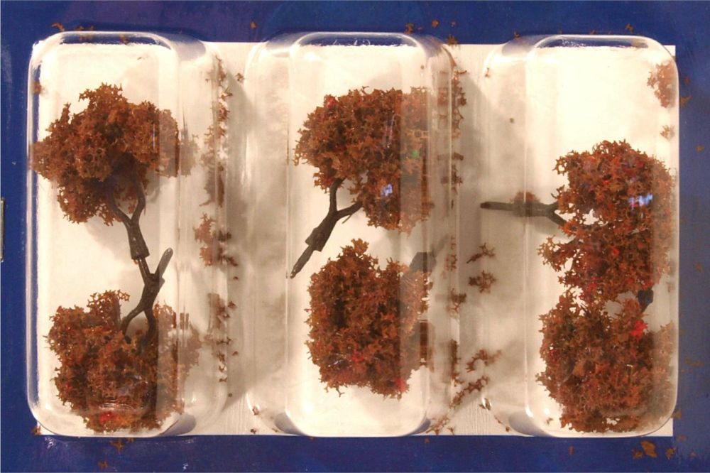 Tasma TK30A  30mm Autumn Oak