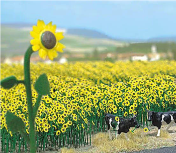 Busch 6003  Sunflower Field 'OO/HO'