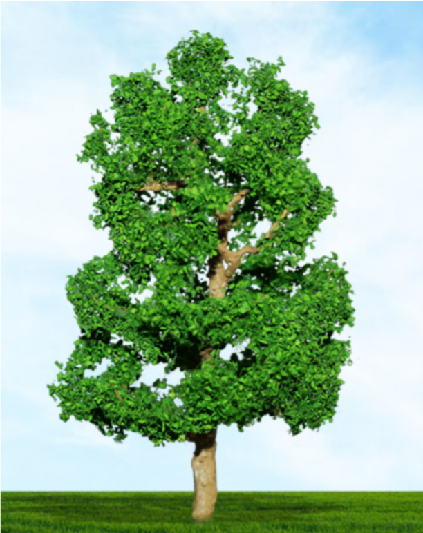 Tasma Premium 4016  Sycamore - 75mm & 100mm