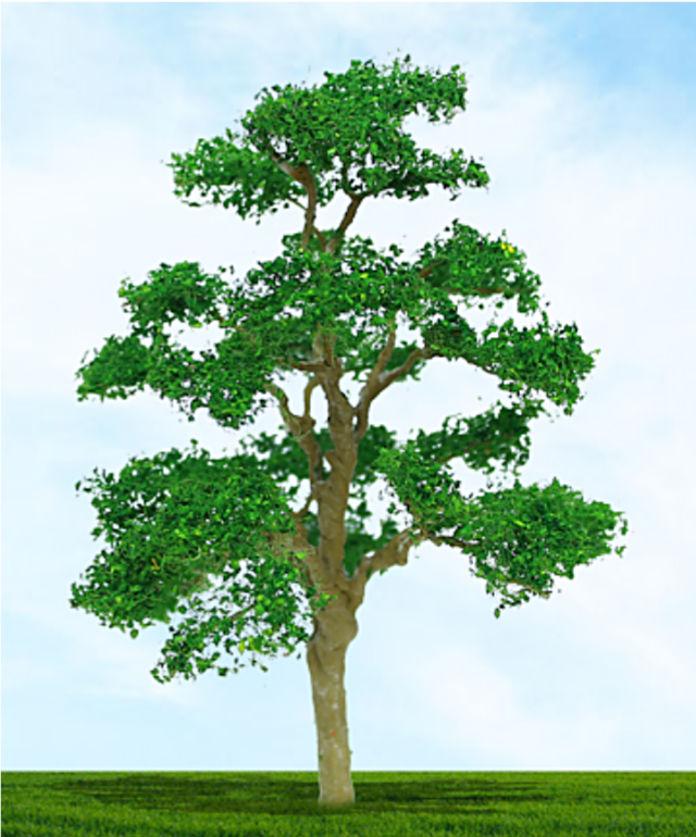 Tasma Premium 4023  Elm 75mm & 100mm