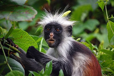 Zanzibar_Red_Colobus_Monkey