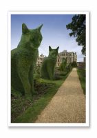 Topiary Cat - The Avenue