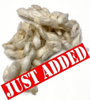 Soaked Silk Cocoons