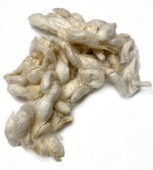 Soaked Silk Cocoons
