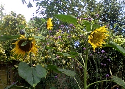 sunflowers for web