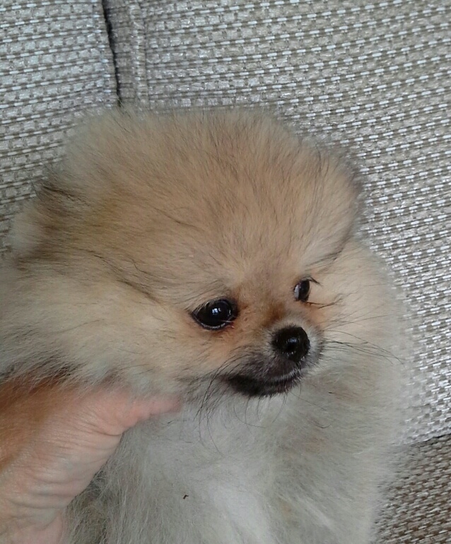 pom1 pom1