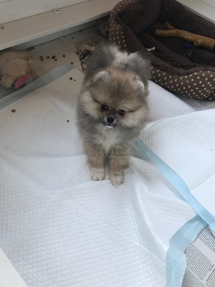 Altina Little Boy Pomeranian