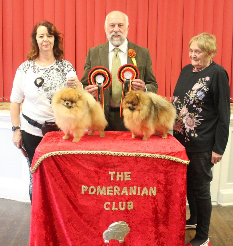 Dodo winning Best in Show at the Pomeranian Club