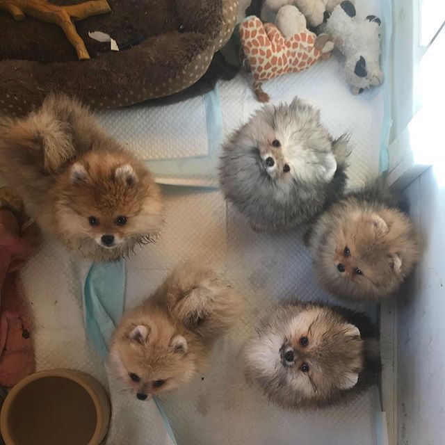Altina Group of Puppies