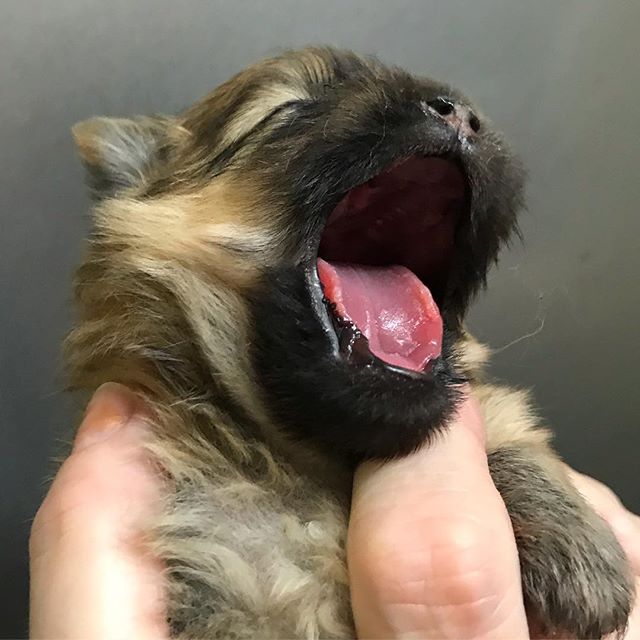 Yawning Altina Puppy